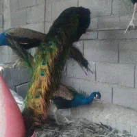 طاووس نر بالغ|پرنده|اهواز, نیوساید|دیوار