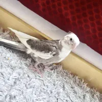 عروس هلندی نر|پرنده|شیراز, شهرک امیر کبیر|دیوار