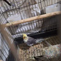 ۳ تا عروس هلندی|پرنده|تهران, هلال احمر|دیوار