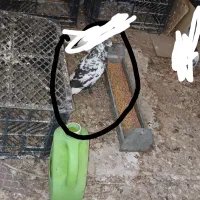 کبوتر سوسکی