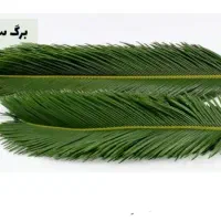 برگ سیکاس،تعداد ۹۰ الی ۱۰۰ برگ