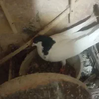 هرکس خواست در خدمتم