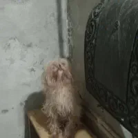 شیتزو سوپرفلت