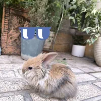 خرگوش مینی لوپ