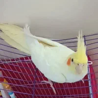 عروس هلندی اهلی