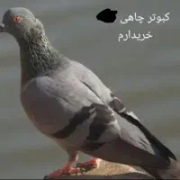 کبوتر