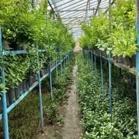 شمشاد و پاپیتال و تروند سرحال و سبز