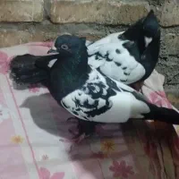 کبوتر|پرنده|خرمشهر, |دیوار