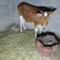 گاو