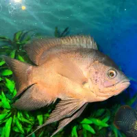 اسکار سلطنتی سوپرباله بلند و اسکار مسی|ماهی|تربت‌حیدریه, ۴۵ متری|دیوار