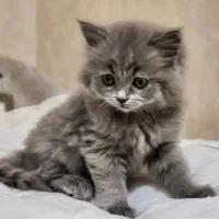 بیریتیش بلو