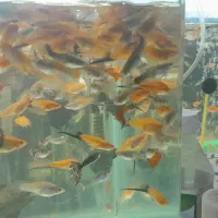 انواع کت ۱۰۰۰۰۰تومان|ماهی|تهران, تهرانسر غربی|دیوار