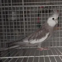 فروش عروس هلندی