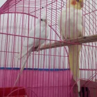 سلام عروس هلندی درشاگان