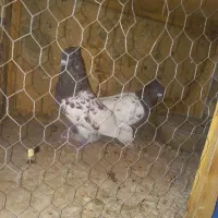 جفت کله سرخ فروشی