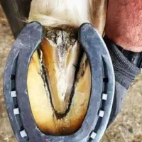 نعلبندی و قیار اسب(ممتاز ترین نعلبند)