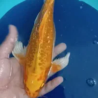 ماهی کوی مولد باله بلند|ماهی|یزد, |دیوار