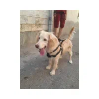 سگ گلدن ، قیمت توافقی