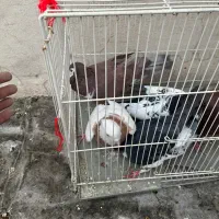 ۶عدد کفتر رنگه