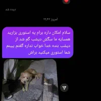 سگ گم شده|سگ|تهران, مسعودیه|دیوار
