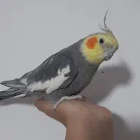 عروس هلندی نر