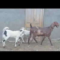 بزپاکستانی چهل خال3کیلوشیر2قلوزا جنس شیراو اصیل|حیوانات مزرعه|مشهد, آبکوه|دیوار
