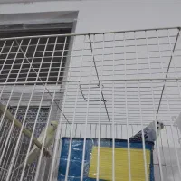 2جفت مرغ عشق و ...|پرنده|سبزوار, پاسداران|دیوار