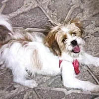 سگ شیتزو|سگ|اهر, |دیوار