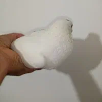 کفتر|پرنده|مشهد, کوی دروی|دیوار