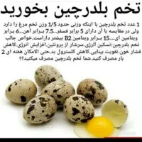 تخم بلدرچین نطفه دار