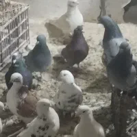 کبوتر|پرنده|گلستان (تهران), |دیوار