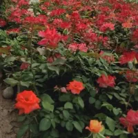 نیروی کار جهت  باغداری