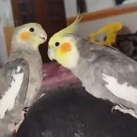 عروس هلندی نر سخنگو