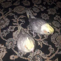 فروش تعدای جوجه عروس هلندی