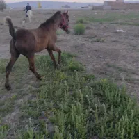 اسب مادیان به همراه کره نریان|اسب و تجهیزات اسبسواری|خوی, |دیوار