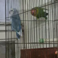 طوطی برزیلی|پرنده|بهبهان, |دیوار