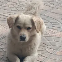 سگ تربیت شده