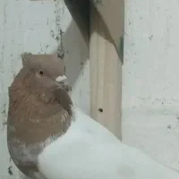 کبوتر کلع زرد