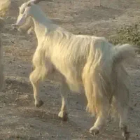 میش آبستن وبز