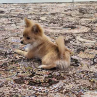 سگ پامر رنگ قهوه ای کمرنگ