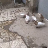 کبوتر|پرنده|خوشاب, |دیوار