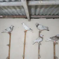 کبوتر سار و ساراوغون.|پرنده|مشهد, ابوذر|دیوار