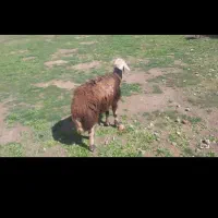 قوچ میش بره ماده افشاری