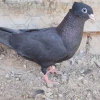 کبوترا|پرنده|جیرفت, |دیوار