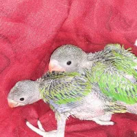 عروس هلندی