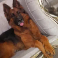 سگ ژرمن شپرد ماده