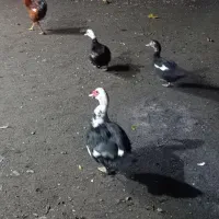 با سلام ۳عدد خروس واسه عدد اردک اسراییلی نر وماده|حیوانات مزرعه|لوندویل, |دیوار