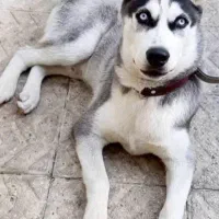 واگذاری هاسکی چشم آبی