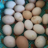 تخم مرغ نطفه دار گلین، محلی