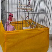 قفس بزرگ طوطی